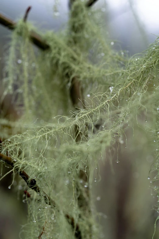 moss on a nch with water droplets and dark woods in the background