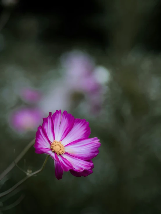 a single pink flower in a field with blurred greenery