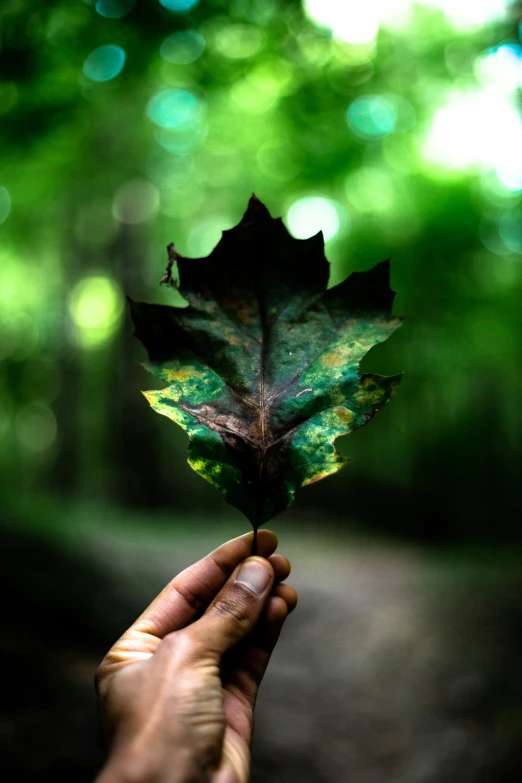 a hand holding a leaf over another leaf