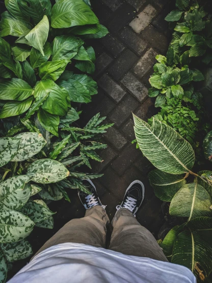 person standing between plants in an area with walkway