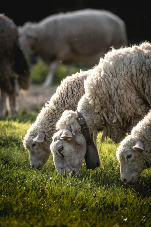 a number of sheep grazing in a field with one eating grass