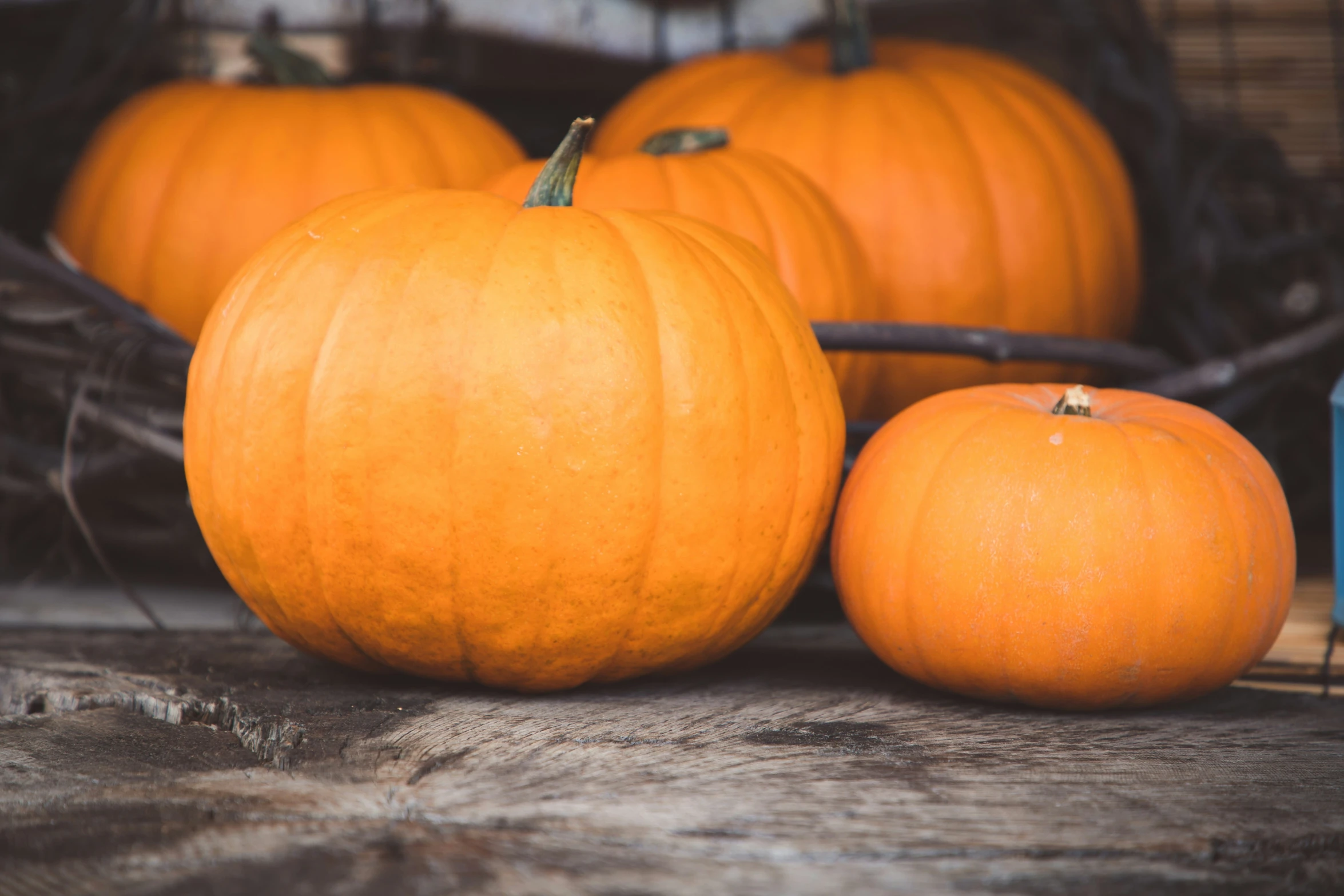 orange pumpkins and other fruit sit together