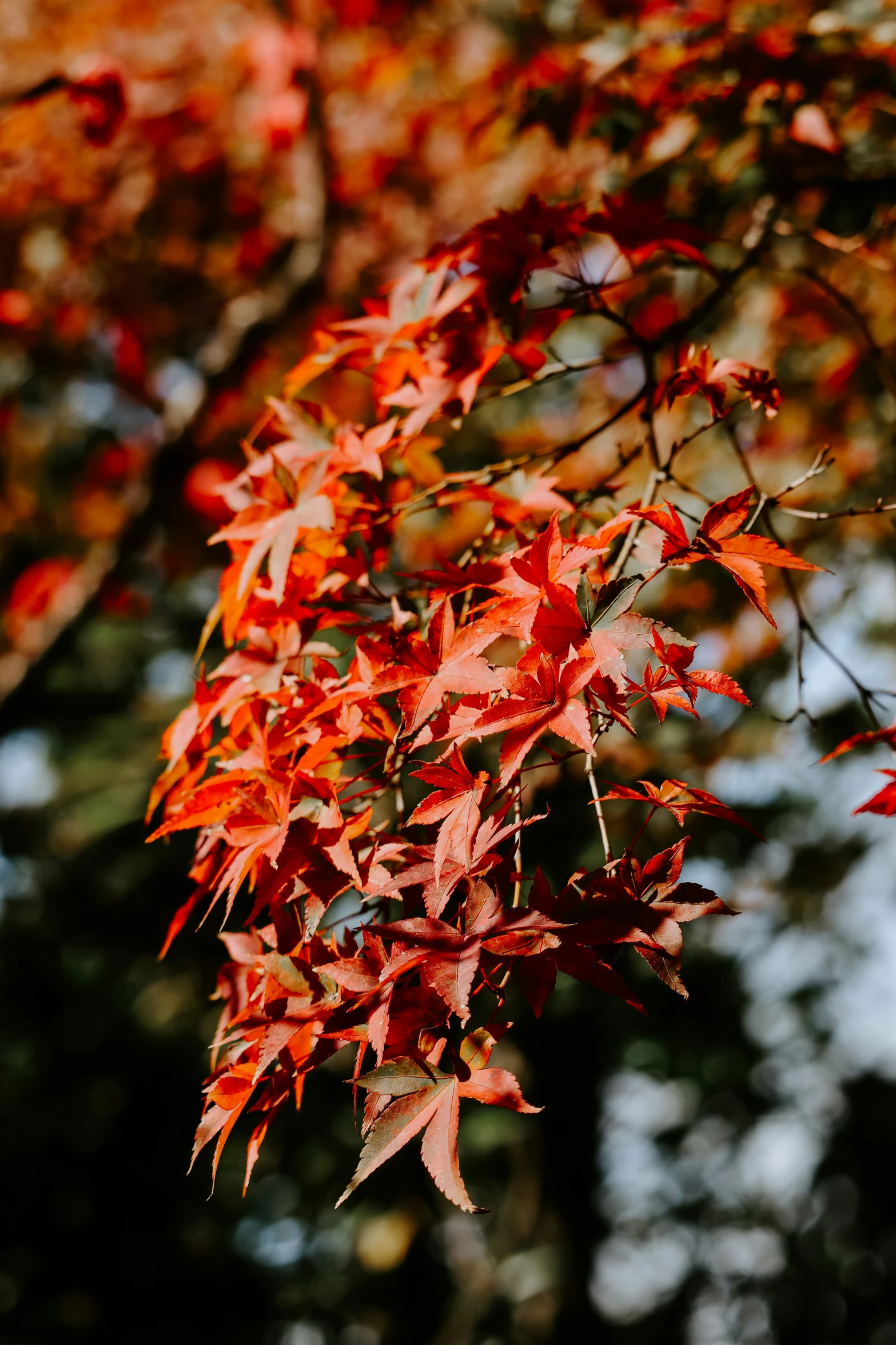the nch of a japanese tree with red leaves in autumn