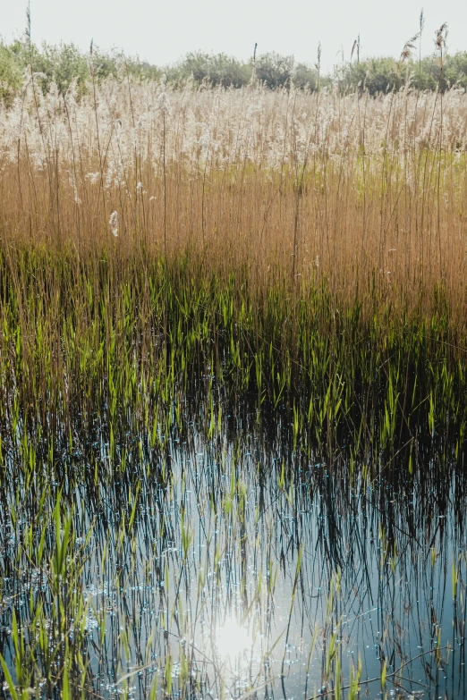 tall grass grows in the middle of a lake