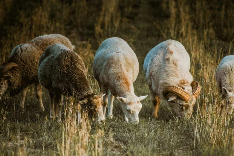 four horned sheep grazing in a field of tall grass