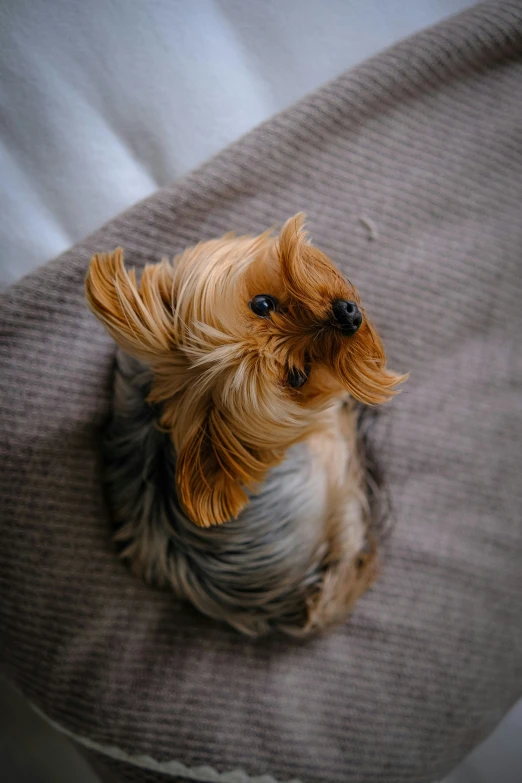 this is an overhead view of a small dog