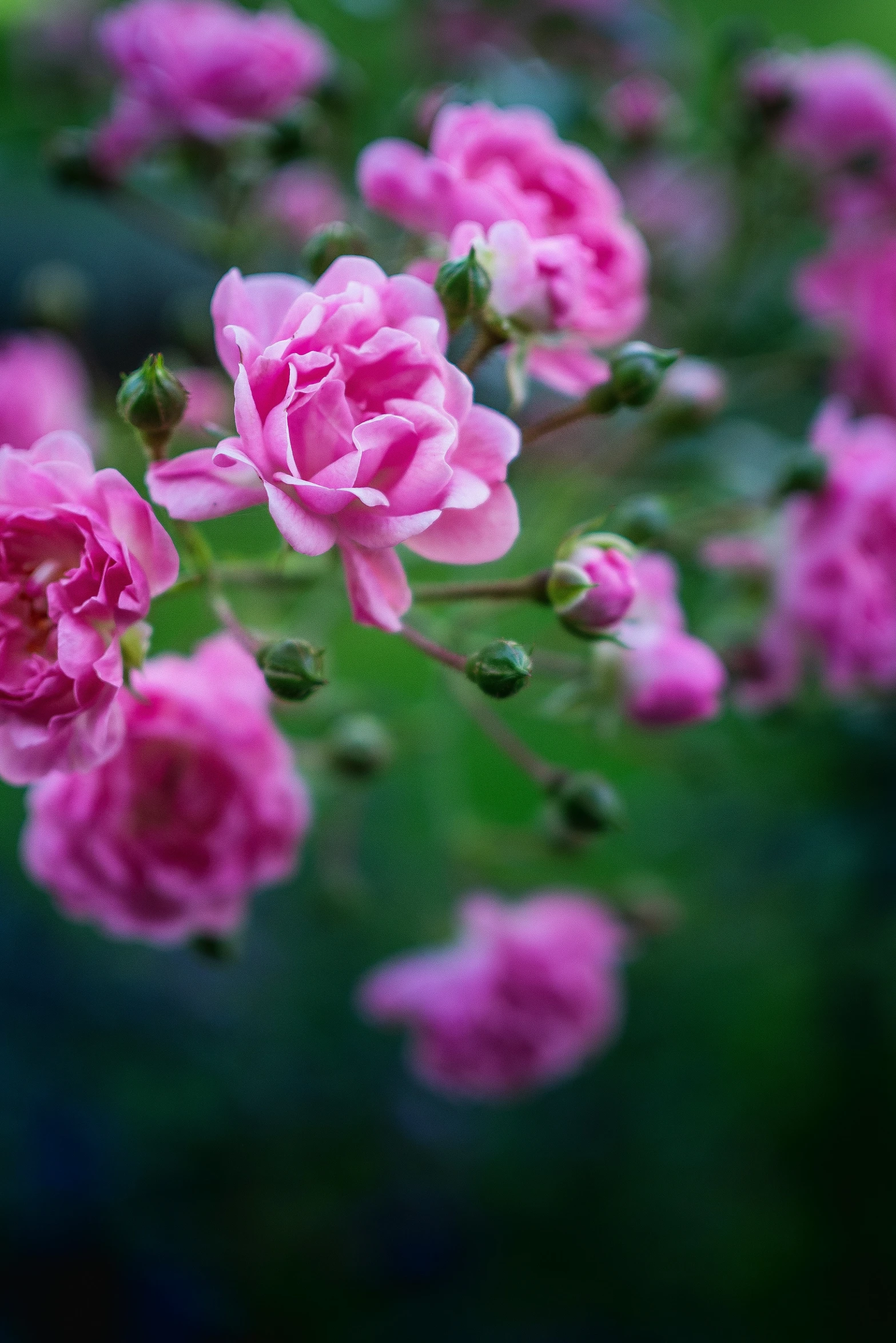 pink flowers in the garden with blurry background