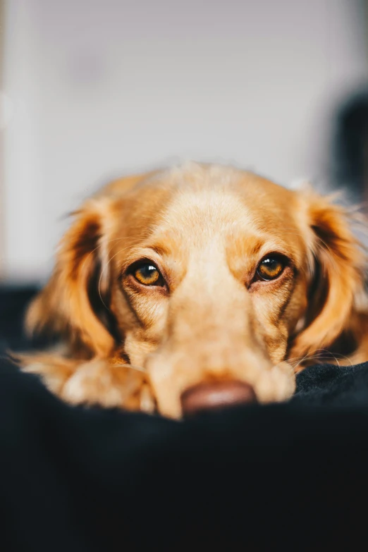 a close up view of a dog's face, looking at the camera