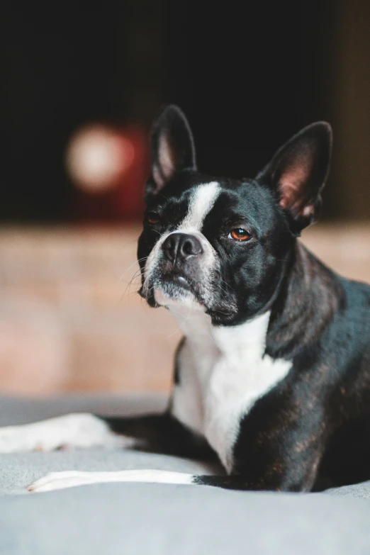 a dog that is laying down with a serious look on it's face