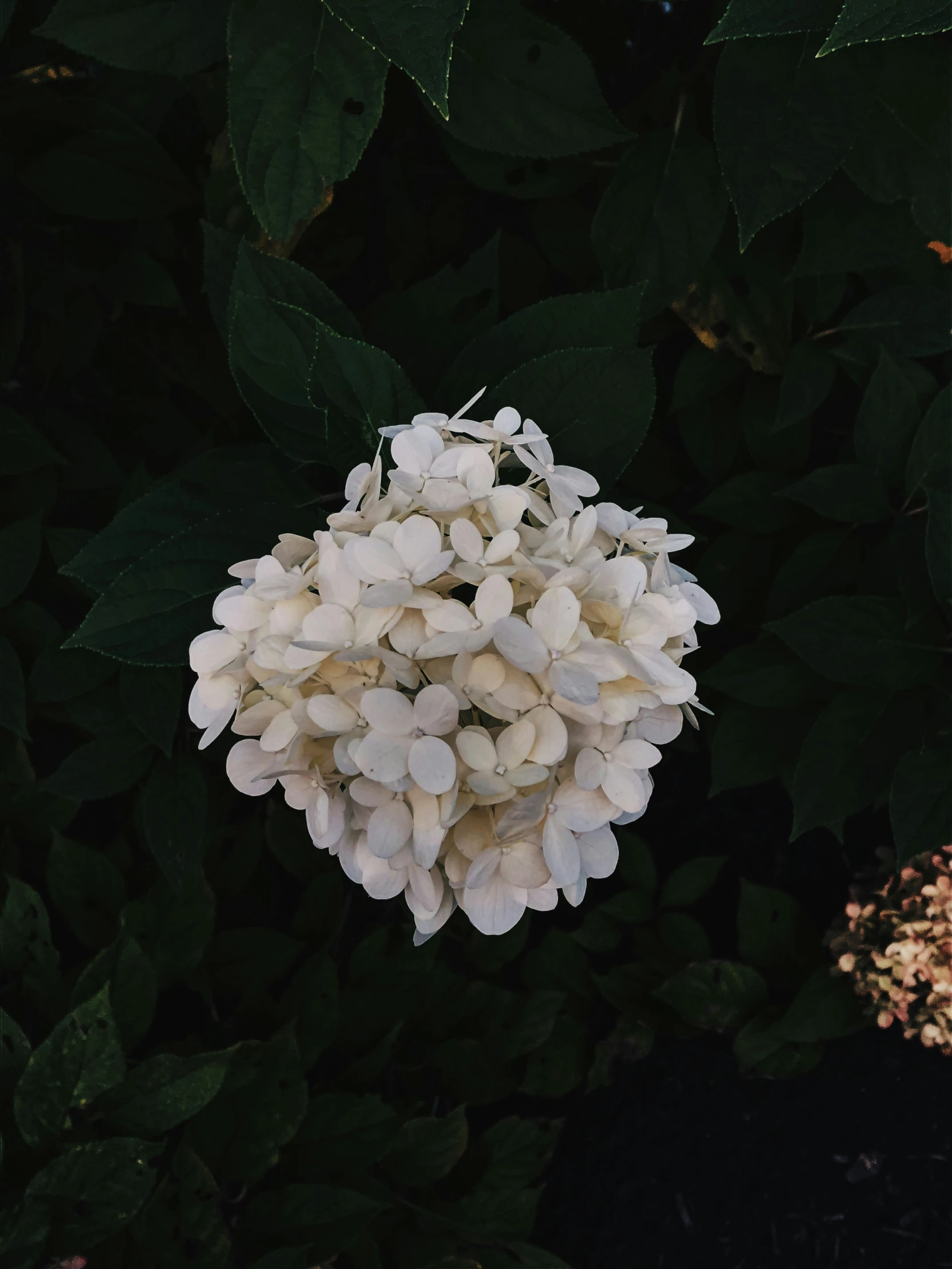 there are some flowers that are blooming in the bush