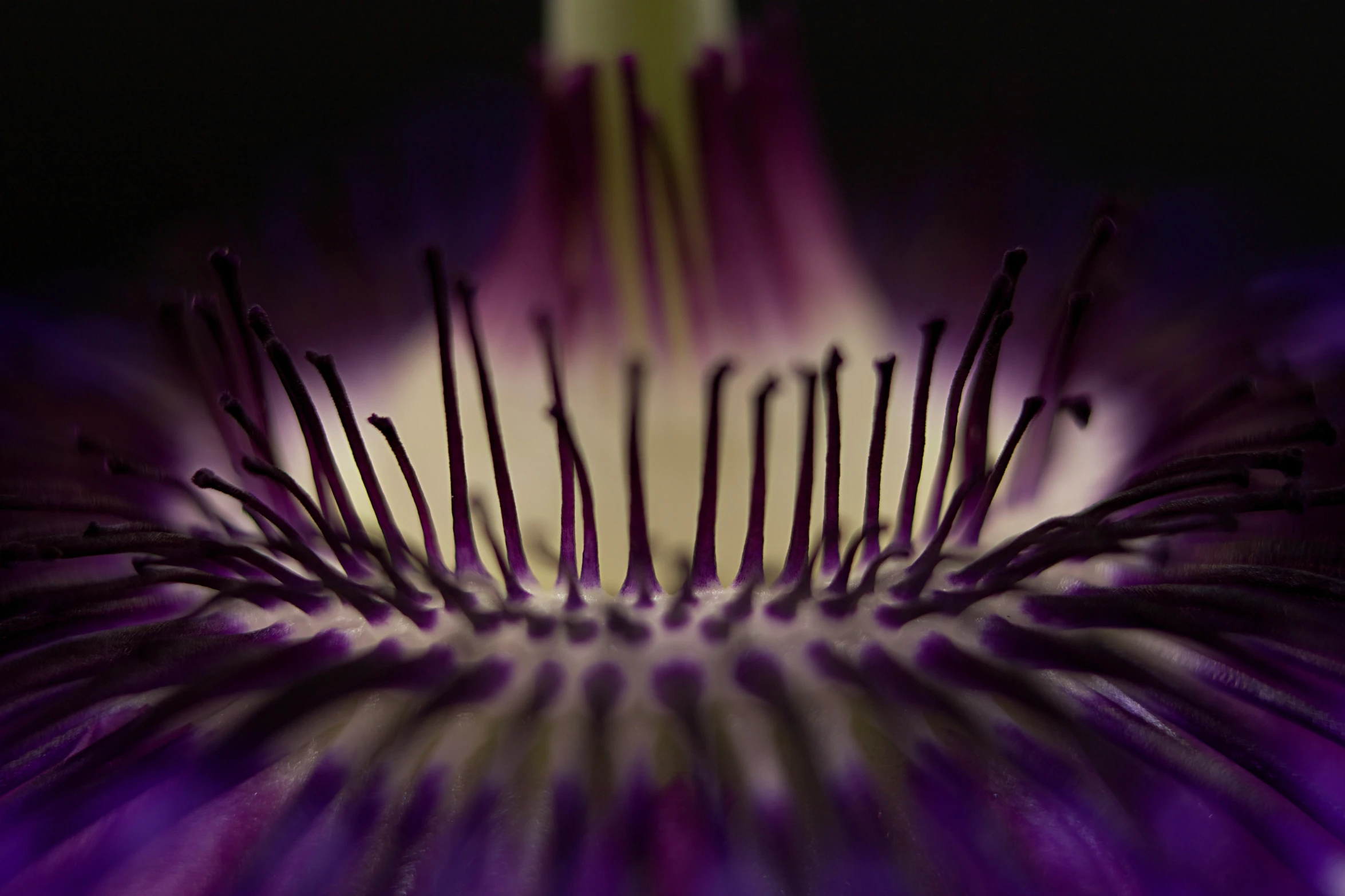 a close up view of an exotic purple flower