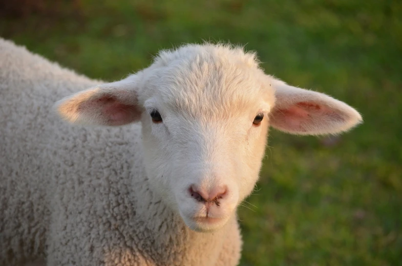 a sheep with a face that looks like it is looking into the camera