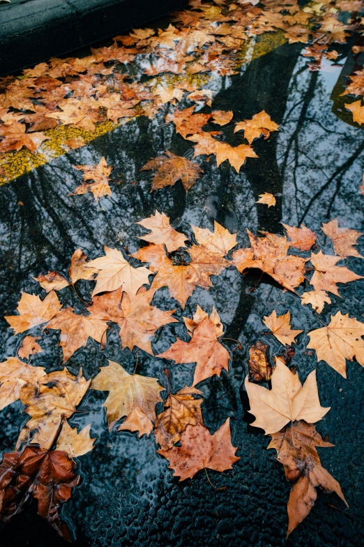 some very pretty autumn leaves on the ground