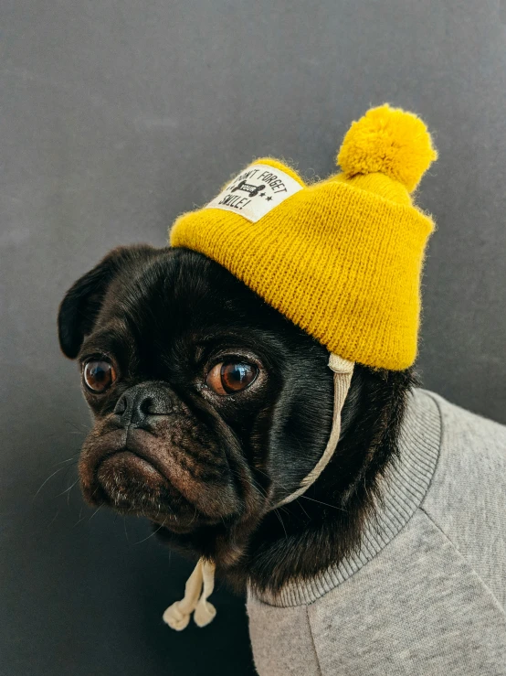 a small dog wearing a hat while wearing a sweater