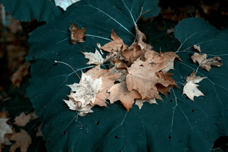 the leaves have fallen off of a leaf