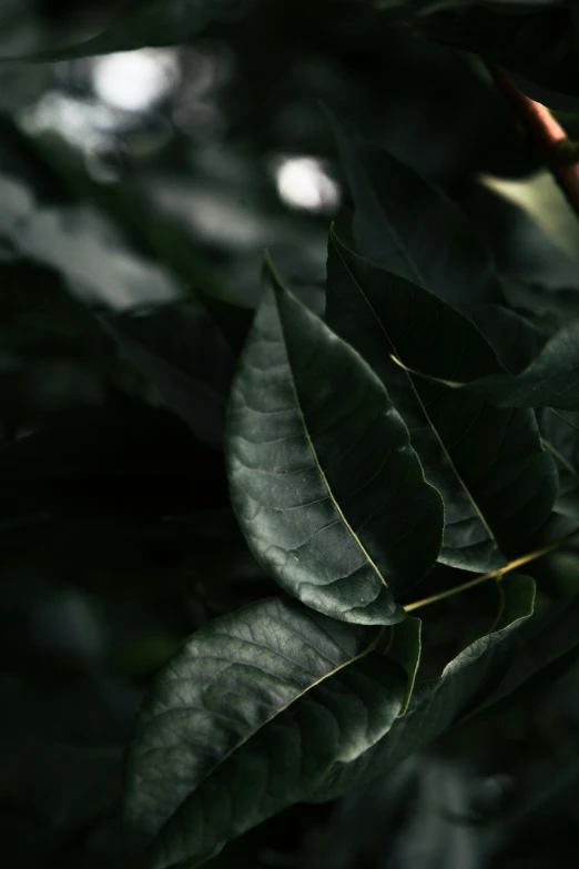 leaves on the nches of a tree