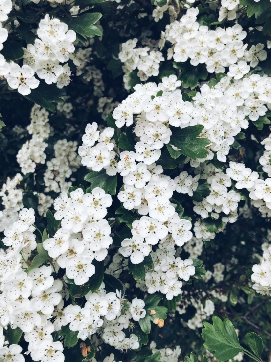 a bunch of white flowers growing on a green plant