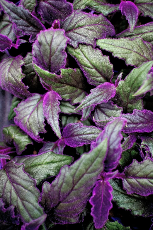 an image of leaves in a closeup po