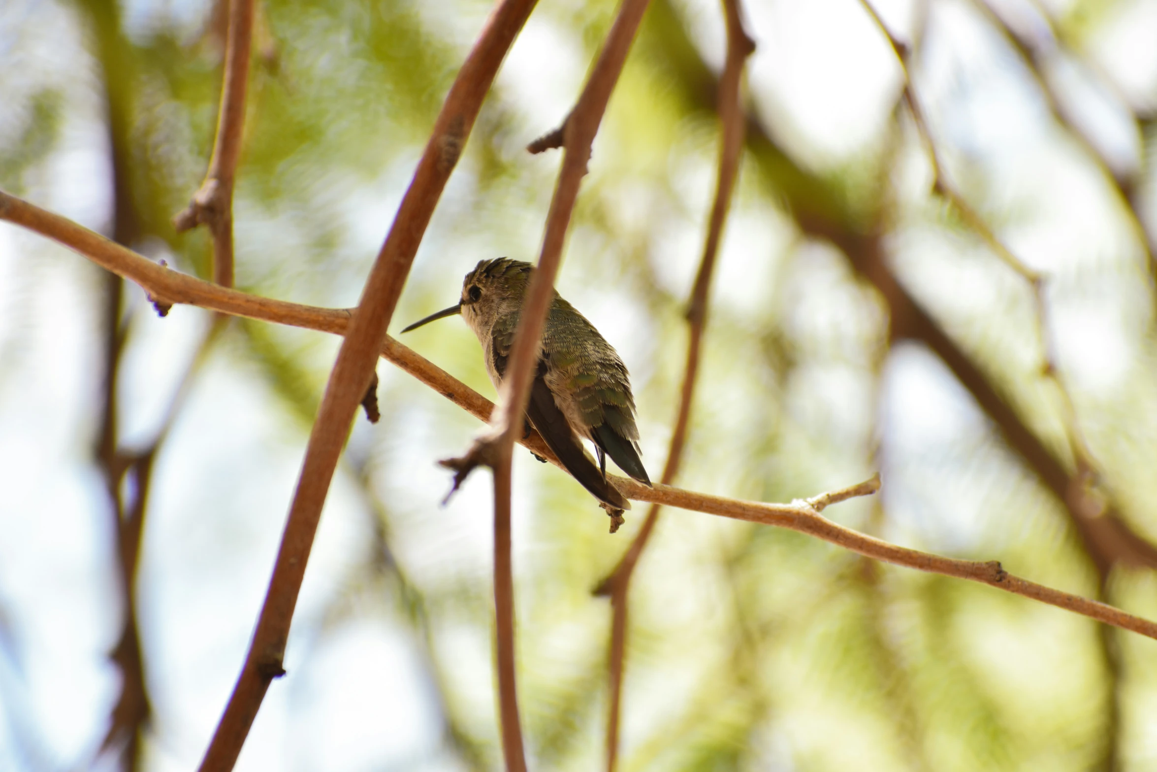 a small bird perches on a nch