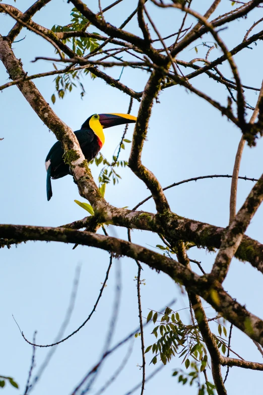 a bird sitting on top of a nch in a tree