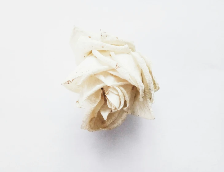 a small white flower is pictured against a white background