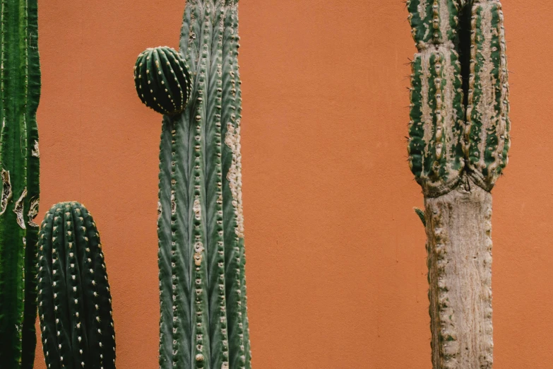 a number of large cactuses near one another