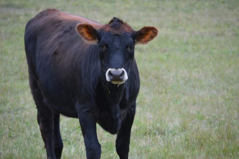 a black cow in a field with brown ears