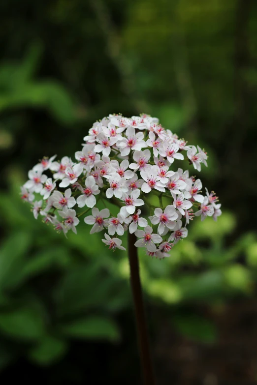 a bunch of white flowers on a stem with many red edges