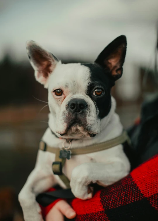 the little dog is standing in his human's lap