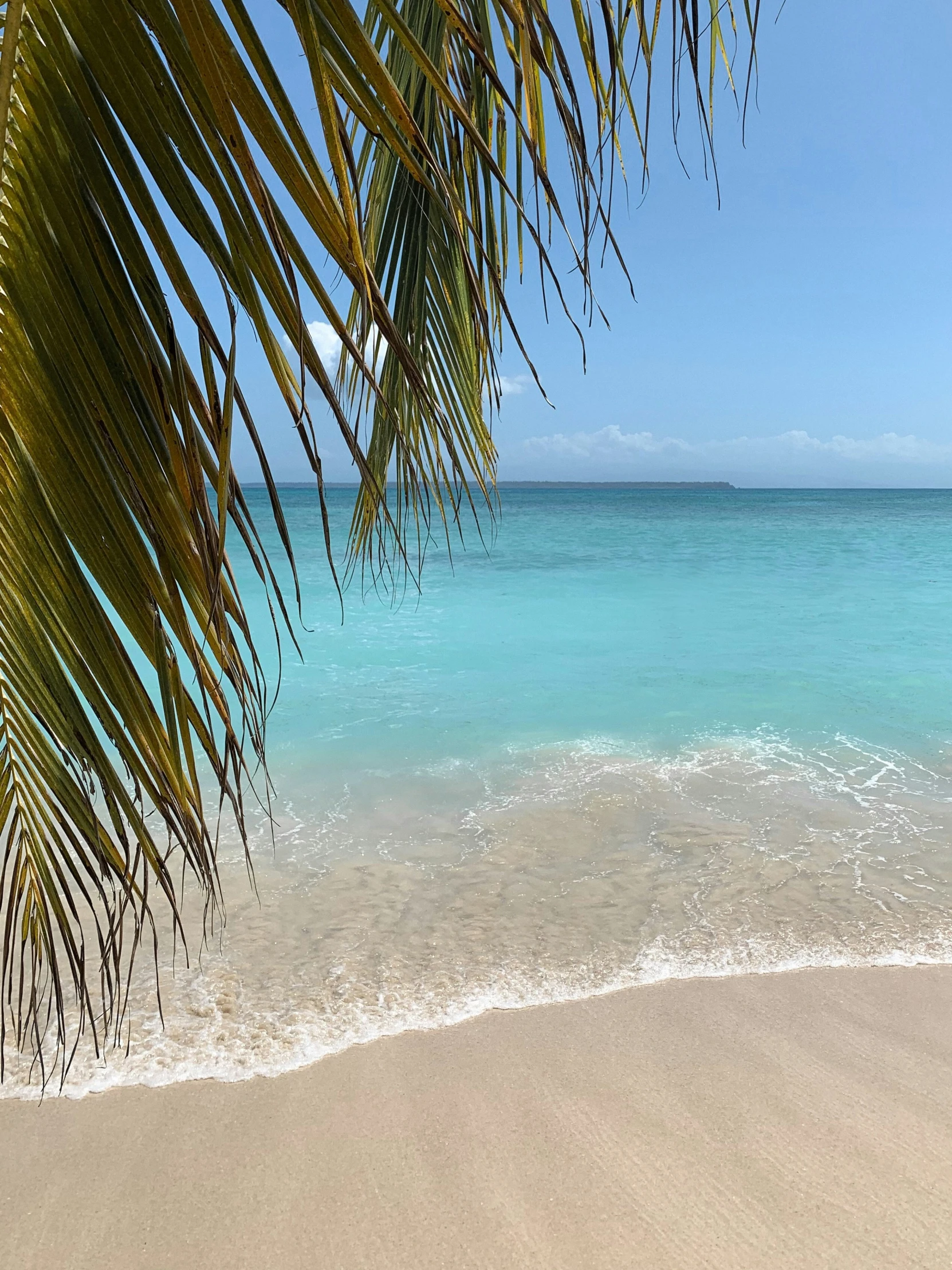 a palm leaf hangs over a sandy beach next to the ocean