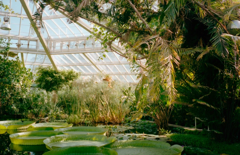 the large water lily pond is surrounded by plants