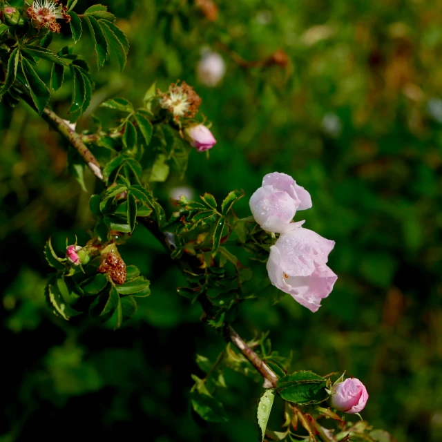 a close up picture of a pink flower and the leaves