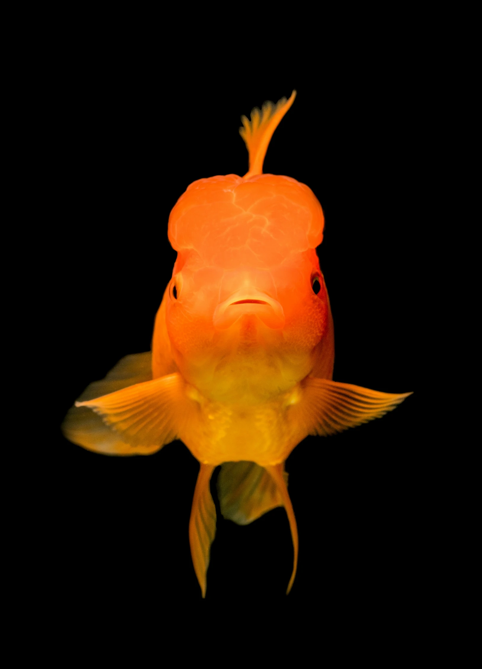 there is a goldfish looking back at the camera