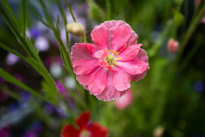 a flower is shown with a blurry background