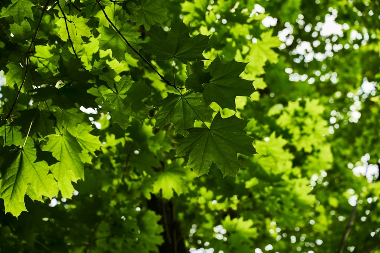 a green leaf filled tree canopy in the sunlight