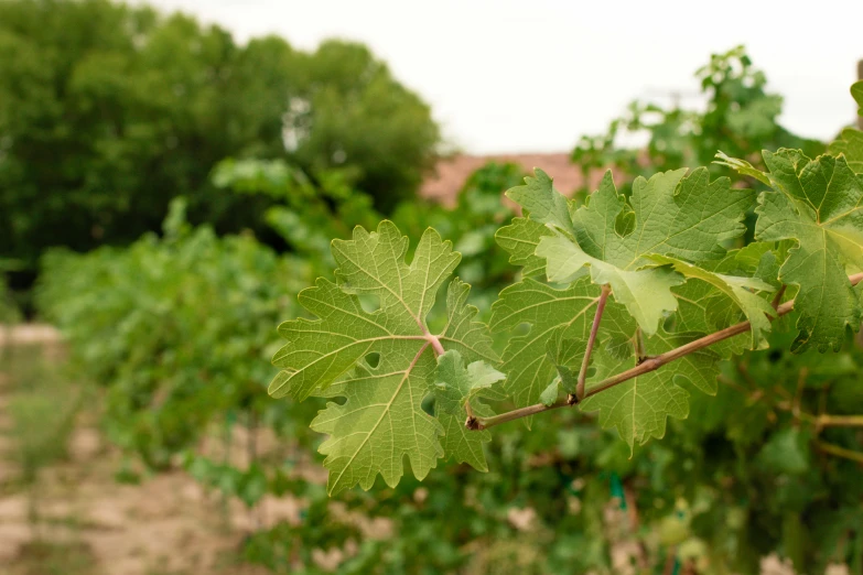 a green leaf on a tree in an open field