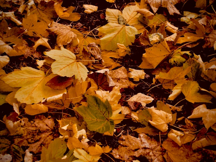 some yellow leaves in a pile on the ground