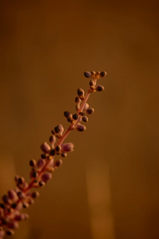 a plant with little buds in the middle