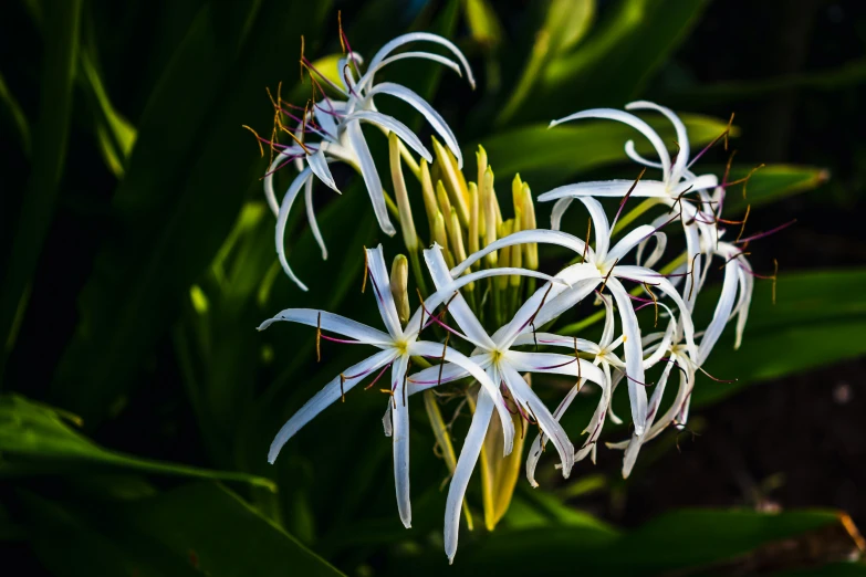 some pretty white flowers in front of some green plants