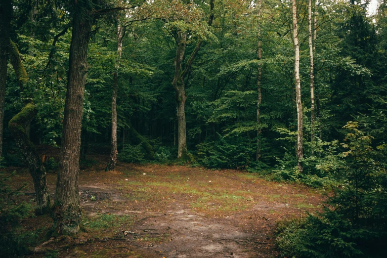 the road leads through the woods with a dirt path