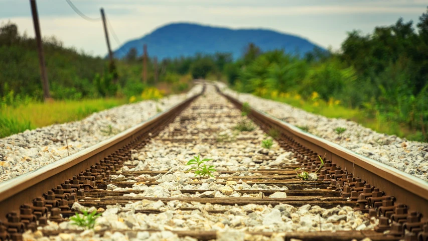 an empty rail road track with plants in between the tracks