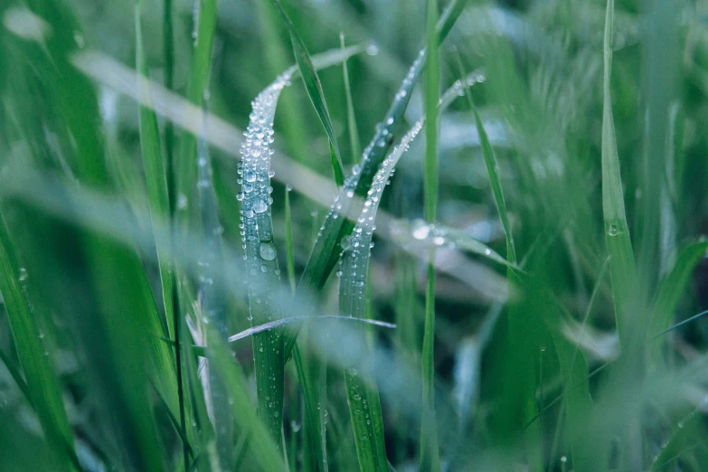 wet drops of dew are on the green blades of grass