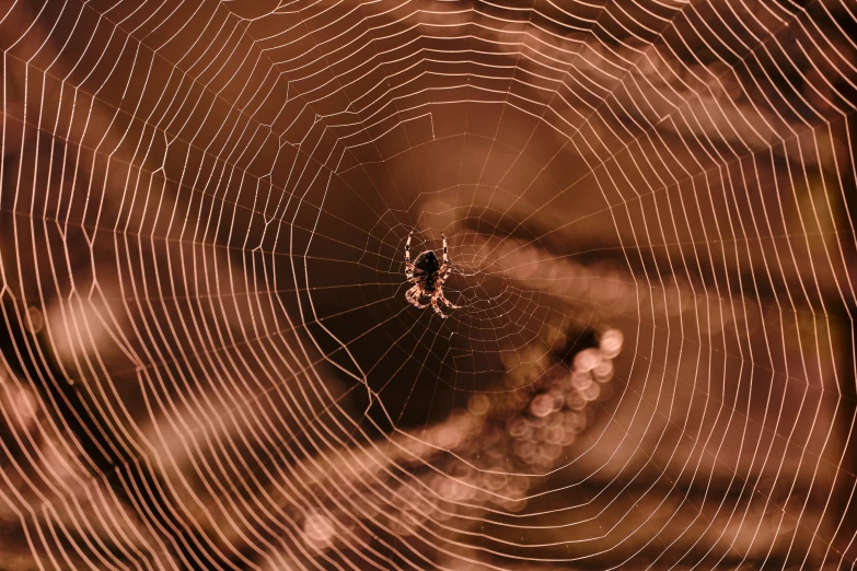 an extreme close up of a spider web