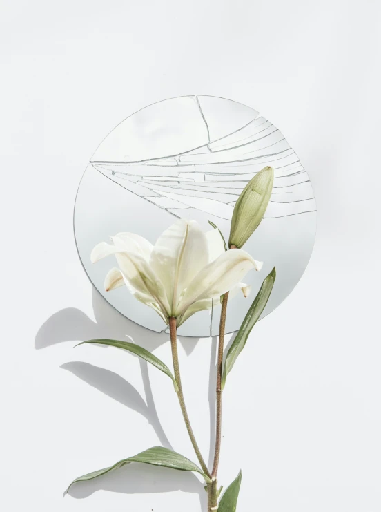 a large white flower standing in front of a round mirror