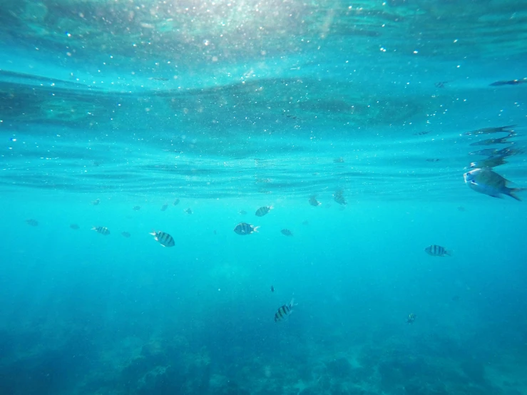 underwater pograph showing fish, sun shining from behind, in clear ocean