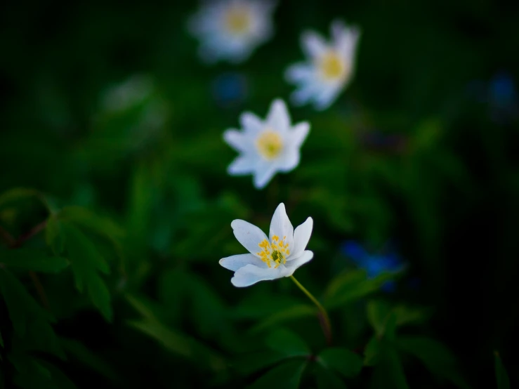 flowers are on the ground surrounded by green leaves