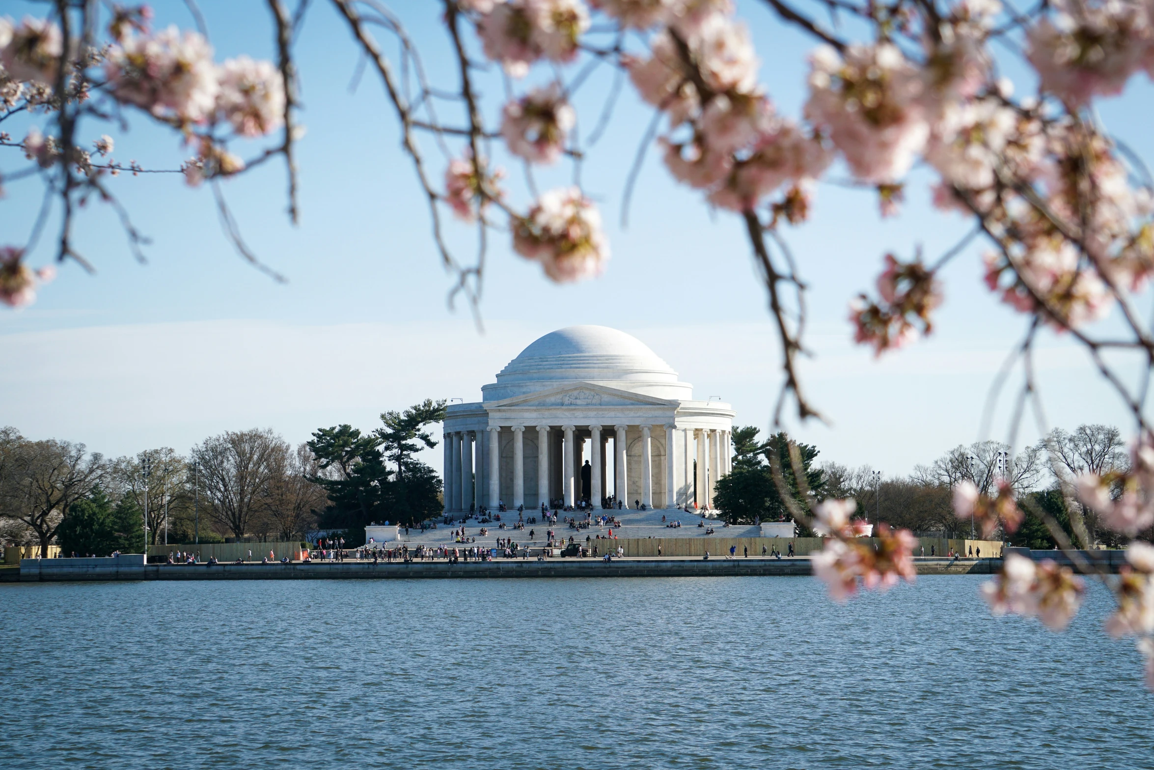 the jefferson memorial stands tall with cherry blossoms near the edge of the lake