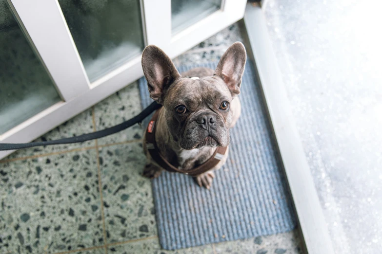 a dog tied to a door outside