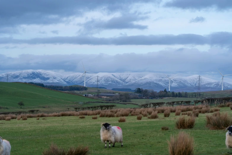 some sheep grazing in the grass and snow capped hills