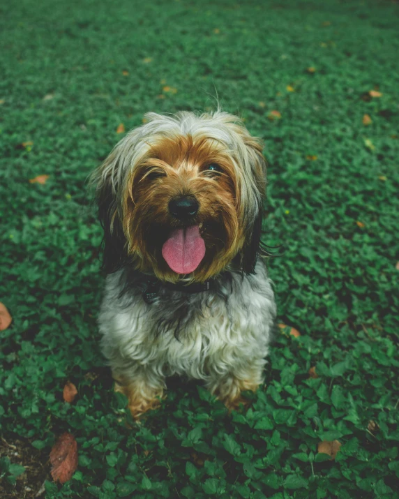 a dog panting with a long tongue in a field